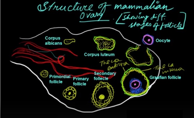 Structure of mammalian ovary
