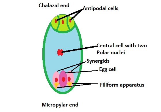 7 cell 8 nucleus stage