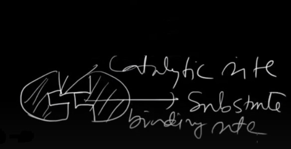 Mechanism Of Enzyme Reaction